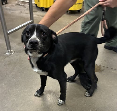 NOODLES - Pug / Labrador Retriever available for adoption