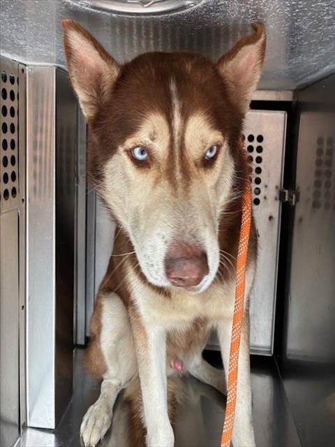 MYERS - Siberian Husky available for adoption