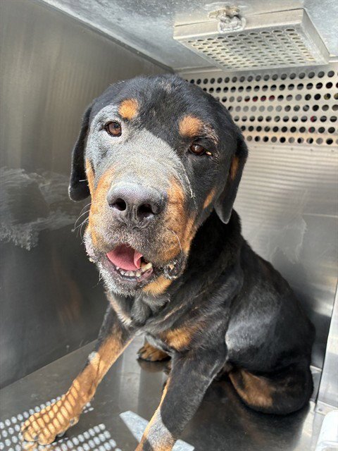 GOJI - Rottweiler available for adoption