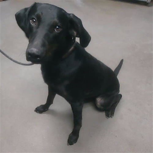 NIGHTSHADE - Labrador Retriever available for adoption