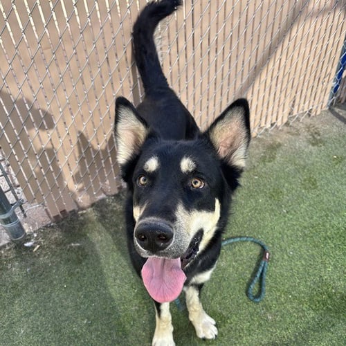 GOOFY - German Shepherd Dog available for adoption