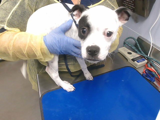 CAPRI SUN - Boxer available for adoption