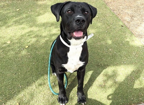 STUD MUFFIN - Labrador Retriever available for adoption