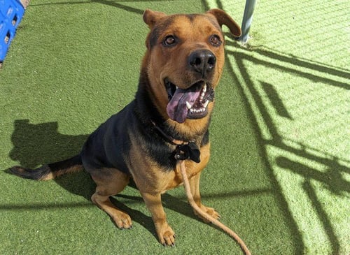 CHANCE - German Shepherd Dog / Chow Chow available for adoption