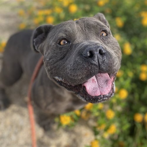 LASAGNA - American Pit Bull Terrier available for adoption
