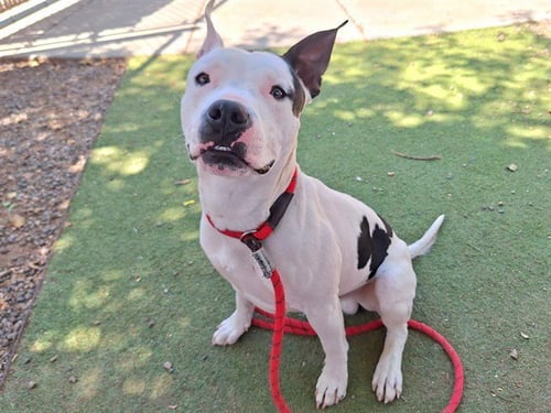 SPAGHETTI - American Pit Bull Terrier available for adoption