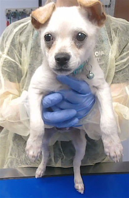 SHKWOMP - Chihuahua available for adoption