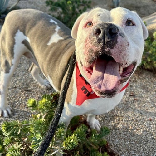 GANDALF - American Pit Bull Terrier available for adoption