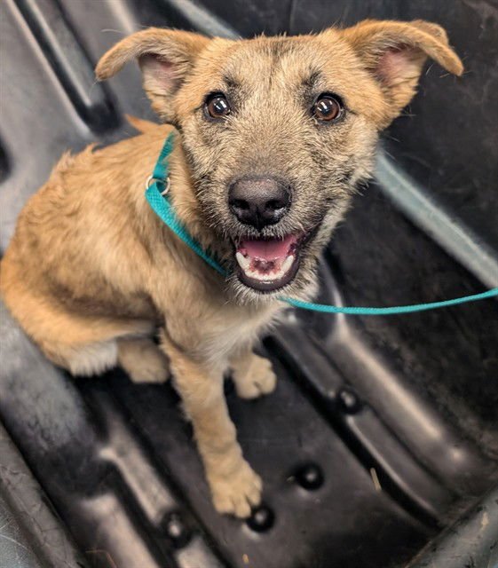 BILLIE - German Shepherd Dog available for adoption