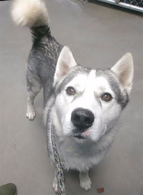BUICK - Siberian Husky available for adoption