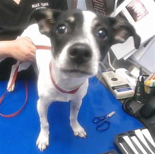 OLA - Jack Russell Terrier (Parson Russell Terrier) available for adoption