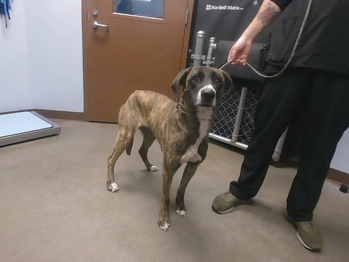 MERCURY - Anatolian Shepherd / Labrador Retriever available for adoption