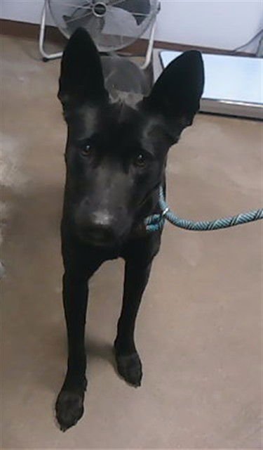 ABIGAIL - German Shepherd Dog available for adoption