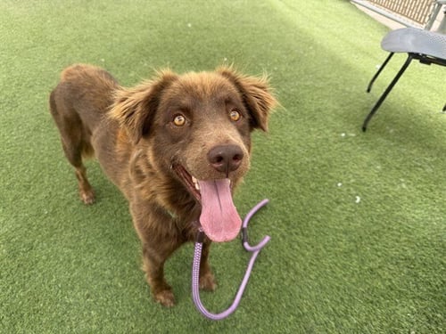 FROGGY - Australian Shepherd available for adoption