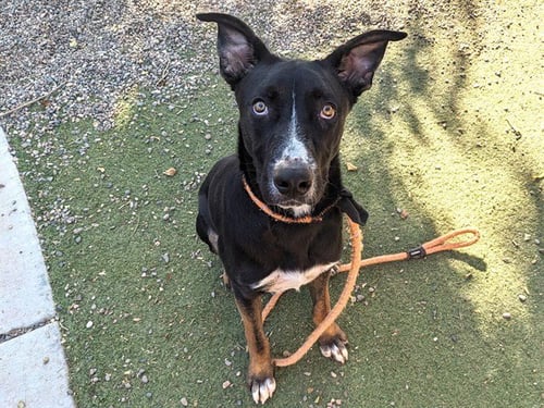 WALLE - German Shepherd Dog available for adoption