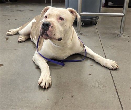 GANDALF - American Pit Bull Terrier available for adoption