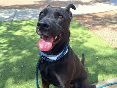 NOLA - Labrador Retriever available for adoption