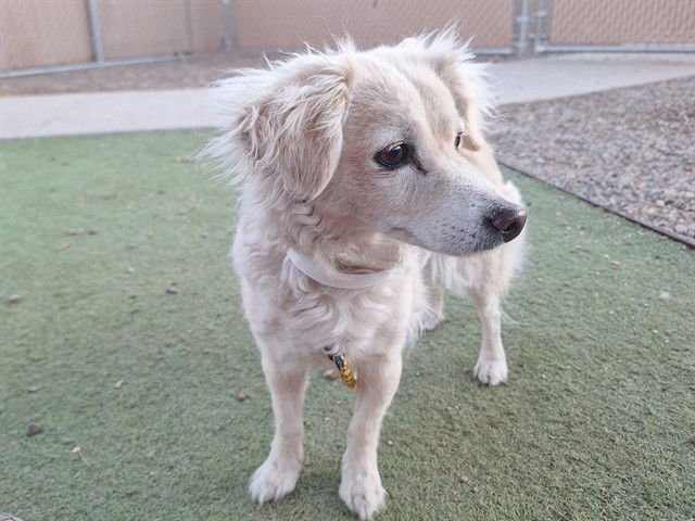 PONY - Chihuahua / Papillon available for adoption