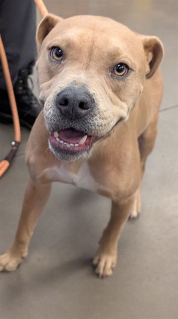 ROOSEVELT - American Pit Bull Terrier available for adoption