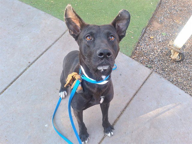 ROCCO Image