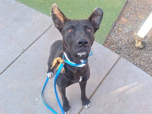ROCCO - Labrador Retriever / German Shepherd Dog available for adoption