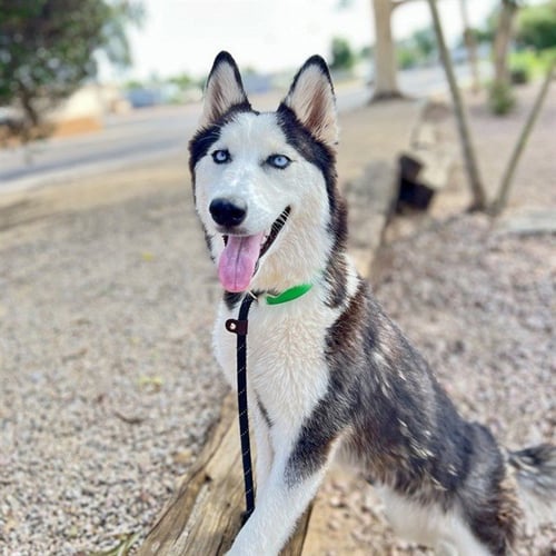 WINONA - Siberian Husky available for adoption