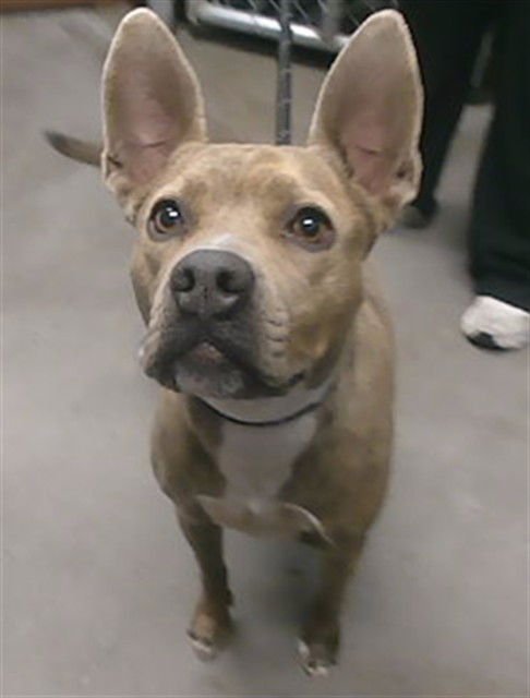 AVRIL - American Pit Bull Terrier available for adoption