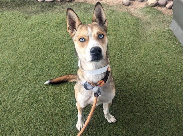 CHAI - Husky available for adoption