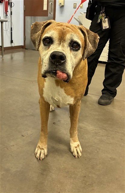 CARLY - Boxer available for adoption