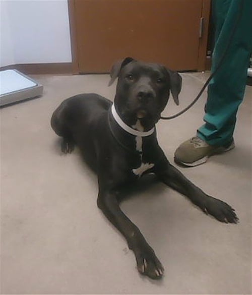 HASSLEHOFF - American Pit Bull Terrier for adoption in Phoenix