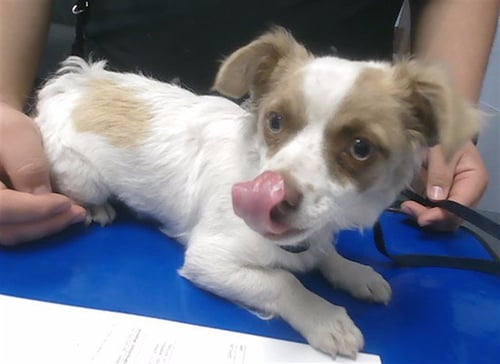 LATTE - Chihuahua available for adoption