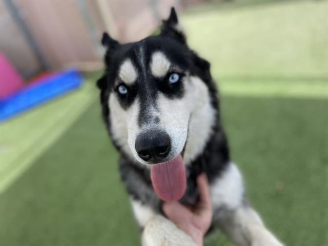 BENDER - Siberian Husky available for adoption