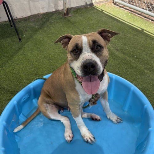 BUBBLES - American Pit Bull Terrier available for adoption