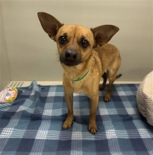 PECAN - Chihuahua available for adoption
