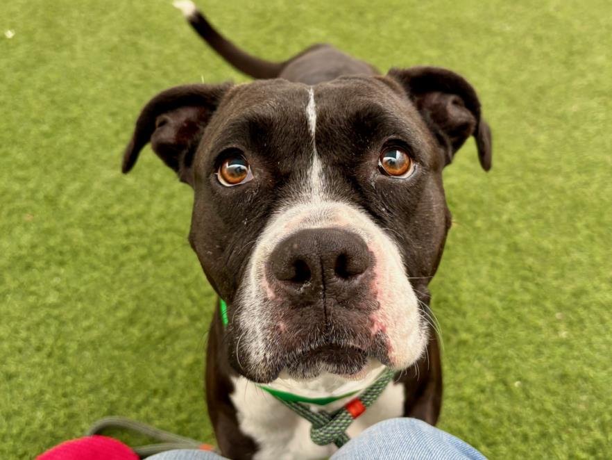 RUE - Boxer available for adoption