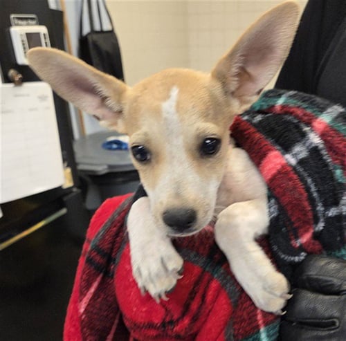 DURANGO - Chihuahua / Cardigan Welsh Corgi available for adoption