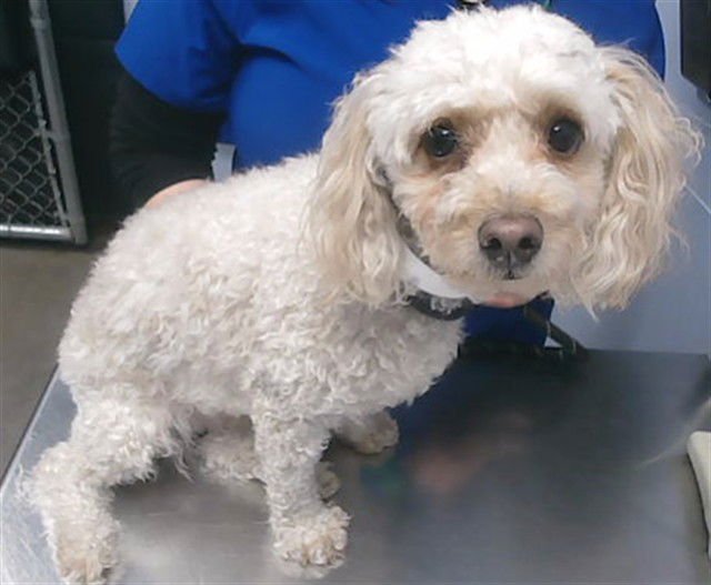 TEDDY - Poodle (Miniature) available for adoption