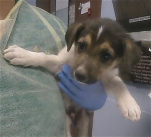 PORKCHOP - German Shepherd Dog available for adoption