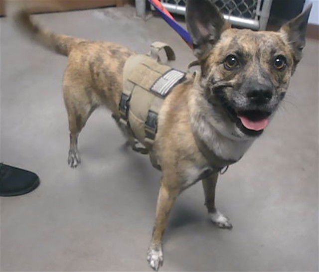 TINKER - Dutch Shepherd / Basenji available for adoption