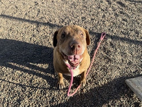MECCA - Chinese Shar-Pei / American Pit Bull Terrier available for adoption