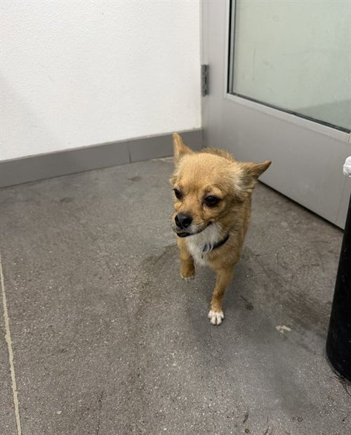 TIMOTHEE - Chihuahua available for adoption