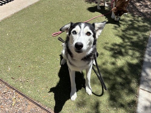 FROSTY - Siberian Husky available for adoption