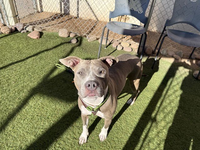 NEELA - American Pit Bull Terrier available for adoption