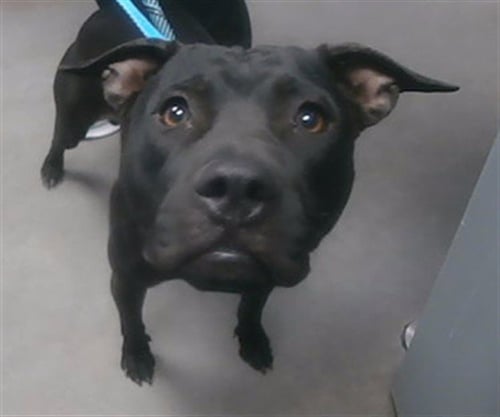 MOO - American Pit Bull Terrier available for adoption