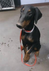 DUTCHESS - Photo 1