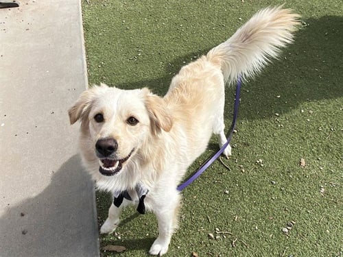 TATER - Chihuahua / Golden Retriever available for adoption