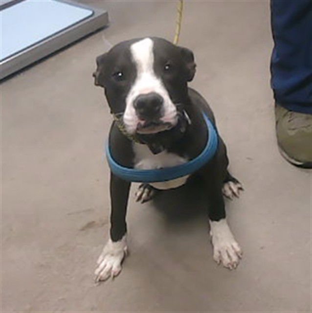 BISBEE - American Pit Bull Terrier available for adoption