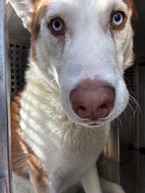 ARLO - Siberian Husky available for adoption