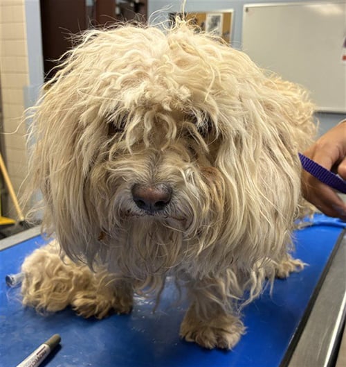 GUAVA - Maltese available for adoption