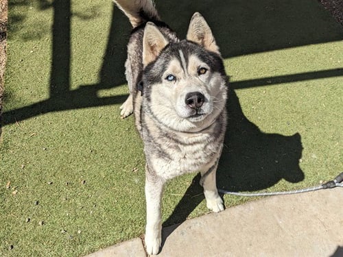 MAGNUS - Siberian Husky available for adoption